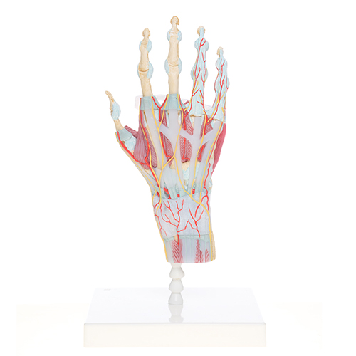Modell einer Hand